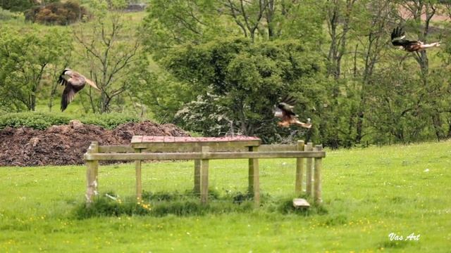 Red Kite Feeding Station смотреть онлайн