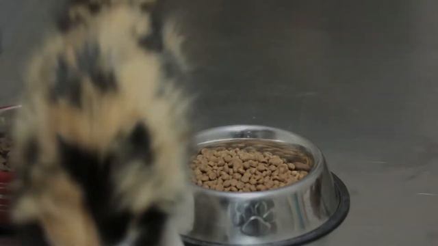 Kitchen Flavor Palatability Test смотреть онлайн