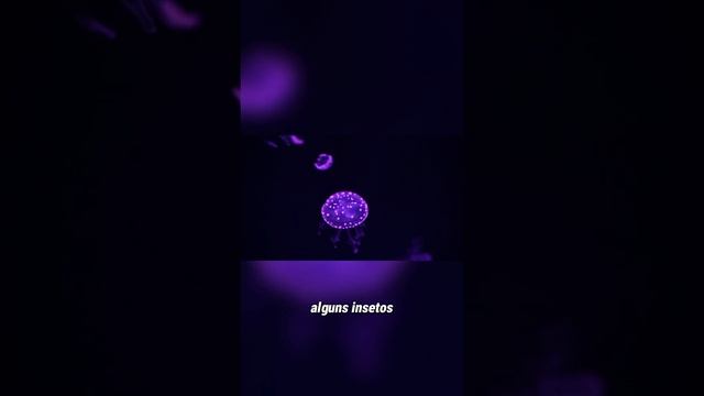 O Fenômeno da Bioluminescência смотреть онлайн