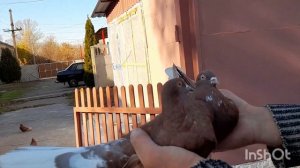 голуби гапонова юрия 31.10.2021