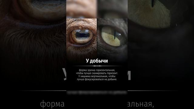 #факты #невероятныефакты #интересно #познавательное #интересныефакты смотреть онлайн