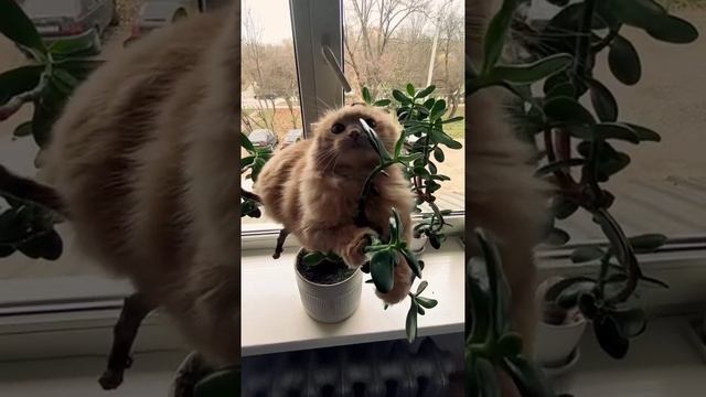 Нам бы такие крепкие нервы смотреть онлайн