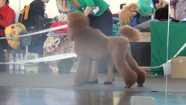 00107 CACIB Екатеринбург XXI век 2014 Suvenir De Luks Le Grand смотреть онлайн