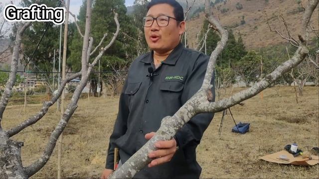 Top working of fruit tree in Bhutan (Dzongkha language) смотреть онлайн