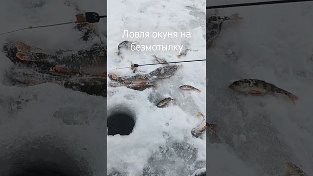 Ловля окуня на безмотылку 2023 смотреть онлайн