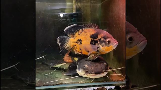 Astronotus ocellatus (автронотус вуалевый), Phractocephalus hemioliopterus, псевдоплатистома смотреть онлайн