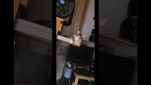 Wilson, Ayaan's Cat смотреть онлайн