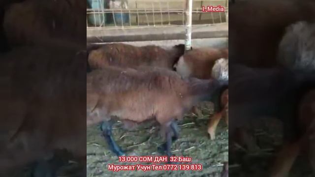 НОВОСТИ КИРГИЗИЯ РАЗЗАКОВДА ГИСАР КУЗИ КУЧКОРЛАР СОТИЛДИ смотреть онлайн