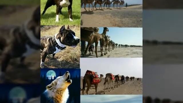 #Худоёрбек БОТИРОВ "it xuradi o'tadi KARVON" смотреть онлайн