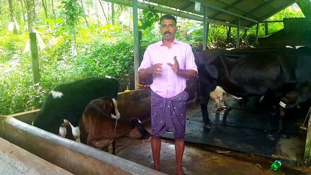 കന്നുകുട്ടികളുടെ വിര മരുന്നും തീറ്റ ക്രമവും. Deworming and feeding regime of calves. смотреть онлайн
