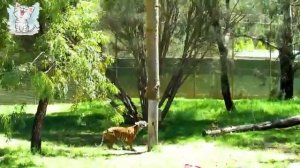 Животные Африки Котейка ТВ. Для Петюньчика