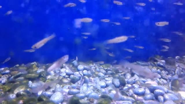 Music - Who ever heard of a cloud of Guppies? смотреть онлайн