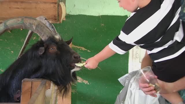 Зоопарк . Козлики смотреть онлайн