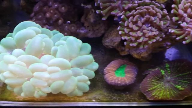 Giant neon bubble coral смотреть онлайн