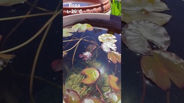 Нимфеи в вазонах 6.05.24 г #нимфеи #цветоманка #shortvideo #весна #водные #flowers смотреть онлайн