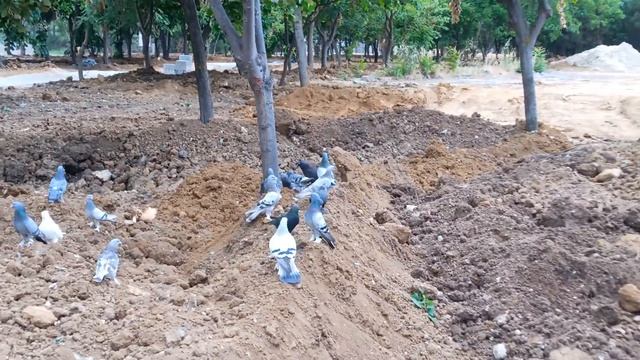 HER GÜN Bİ AKSİYON BUGÜNDE TOPRAK GELMİŞ YİNE смотреть онлайн