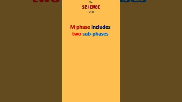 Phases of cell cycle | Cell cycle | Developmental Biology | The Science Funda смотреть онлайн