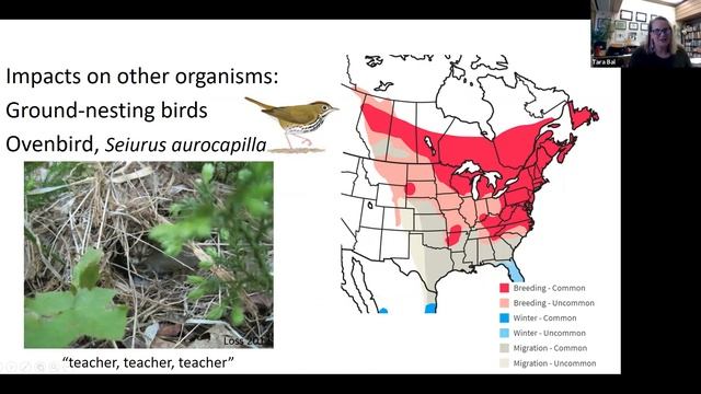 Impacts of Non-Native Earthworms in Hardwood Forests – Tara Bal, Michigan Technological University смотреть онлайн
