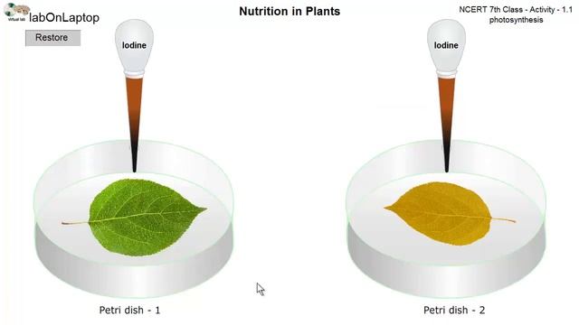 NCERT Class 7th - Activity 1.1 Photosynthesis - Iodine Test on leaf | labOnLaptop | Virtual Lab смотреть онлайн