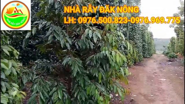 [46] Đất măt đường QL 14C 2ha sầu riêng bơ và 1000 tiêu смотреть онлайн