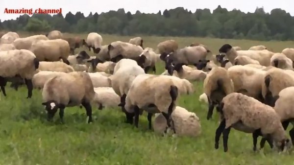 Притча Владимир Николаевич S