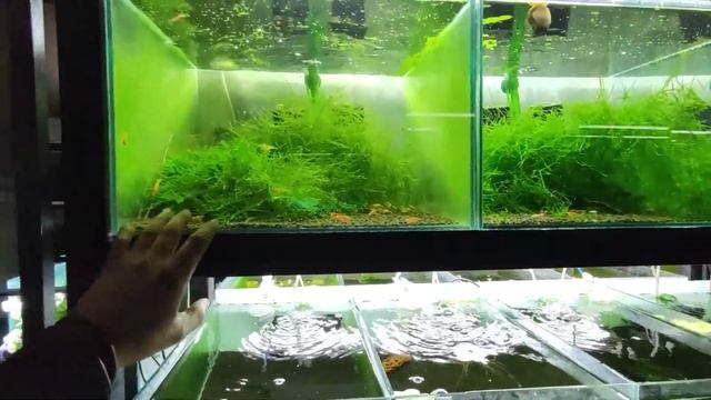 TESTEI O NOVO SUBSTRATO ADA AMAZÔNIA VER.2 смотреть онлайн