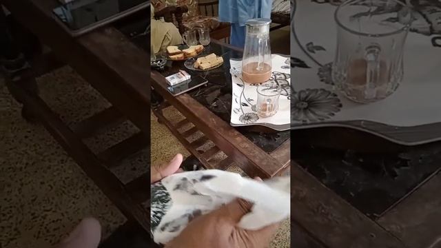 Ustad Ameer Mokhtiar khan ny Zafar khan kkanoteron ka Shok kia смотреть онлайн