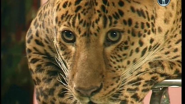 В мире животных с Николаем Дроздовым 2012 г  Выпуск - 41