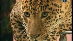 В мире животных с Николаем Дроздовым 2012 г  Выпуск - 41