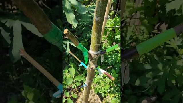 Грецкий орех , не качественные черенки . смотреть онлайн