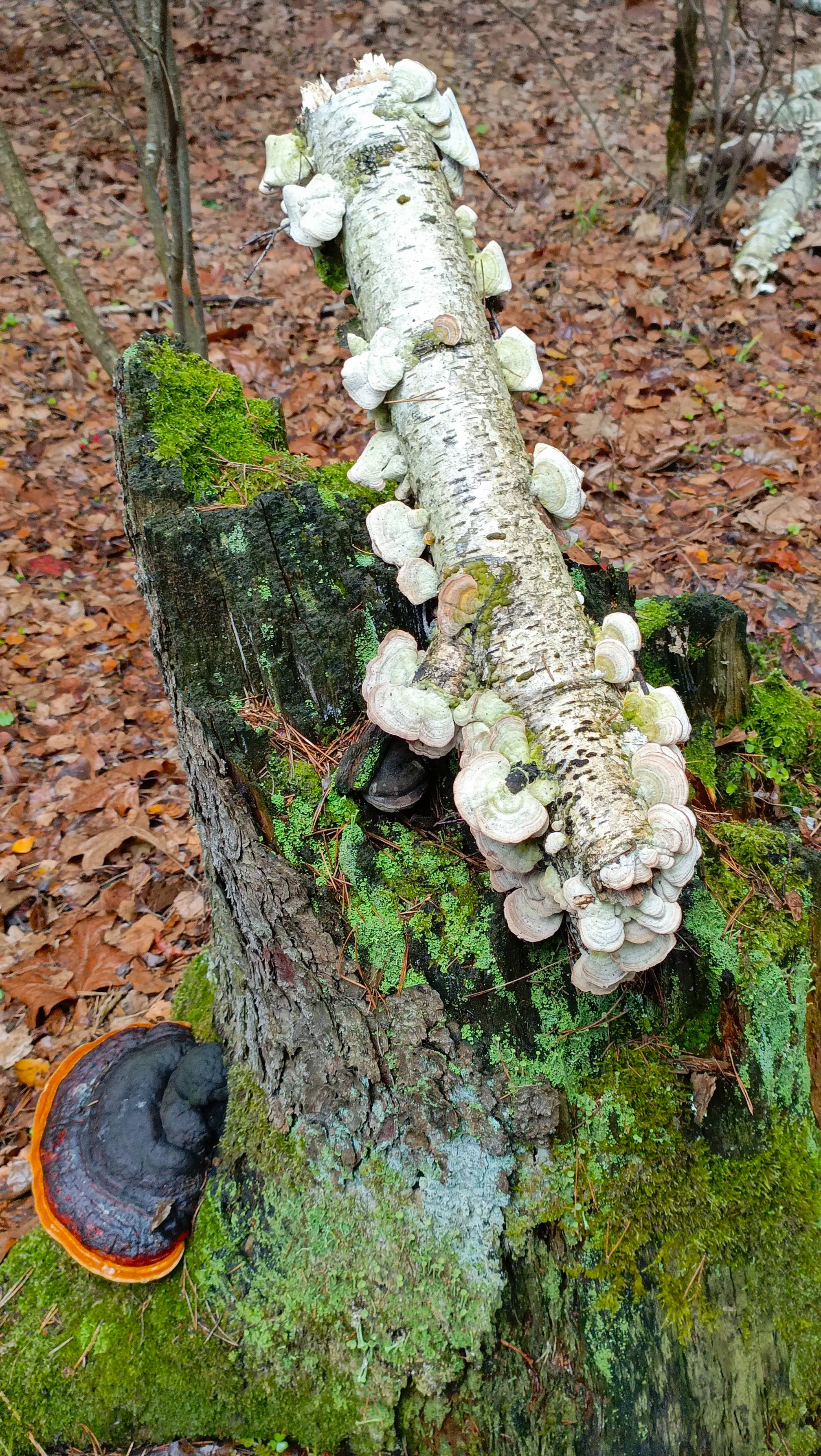 Находка в лесу . Березовые грибы . смотреть онлайн