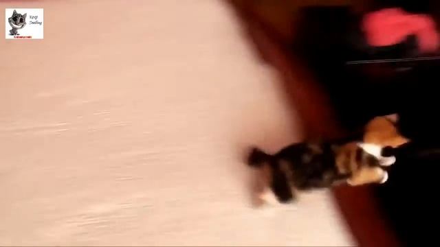 Смешное видео с кошками смотреть онлайн