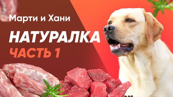 НАТУРАЛКА ДЛЯ СОБАК / АЛЛЕРГИЯ НА СУХОЙ КОРМ / МЯСО ИЛИ СУХОЙ КОРМ? / КАК ПЕРЕВЕСТИ / 1 ЧАСТЬ