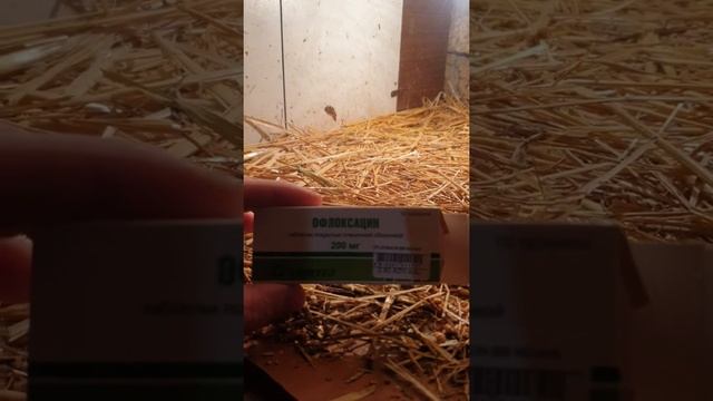 Toyuqlarda kixxilti xesteliyinin dermanla mualicesi. смотреть онлайн