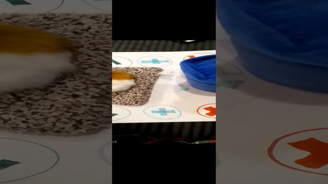 VID_20241121_173913.mp4 смотреть онлайн