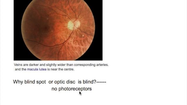 Retina cells anatomy/physiology Q & A смотреть онлайн