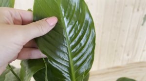 №55. Спатифиллум. Влияние освещения на состояние листьев. Яркий свет и желтые листья, какая связь?