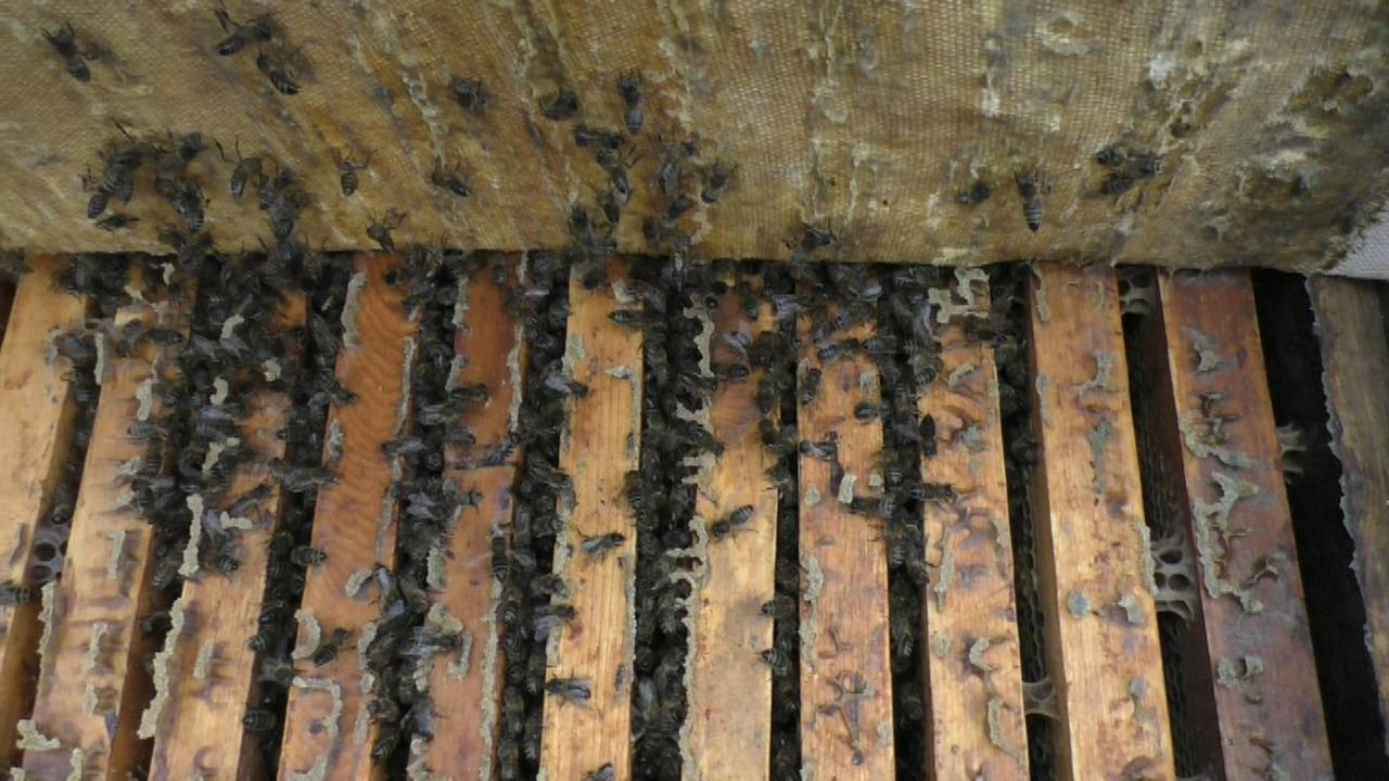 Надо ли наращивать пчел в зиму смотреть онлайн