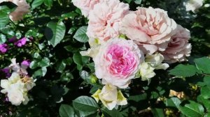 Приветы из лета🐈🌹🐈⬛#роза Гуэрнси,#роза Кампанелла Пич?, #роза Мокароза..6 июля 2024