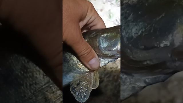 Судак берёт взаглот ! смотреть онлайн