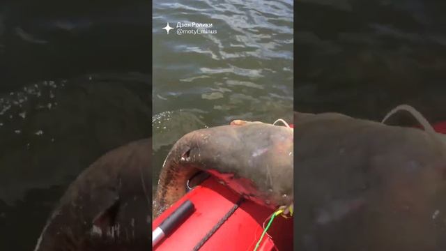 Крупный сом. Надо затащить в лодку смотреть онлайн