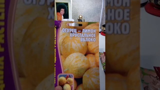 огурец лимон, огурец или все-таки лимон))) смотреть онлайн