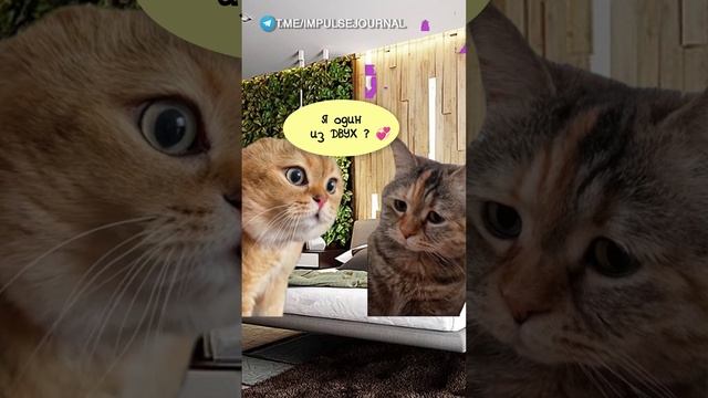 Сладкий сон #мыкотики #вмем #разговор #анекдот #шутки #кот #юмор #смешное #прикольно #мемы #cat смотреть онлайн