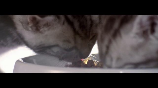 Whiskas 10 sec смотреть онлайн