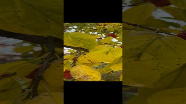 Кто знает что за дерево?