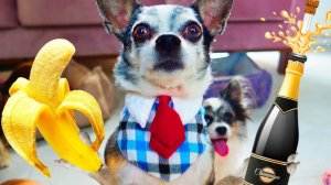 8 ЛЕТ СУПЕР-ПСУ ЭЙВАНУ! 🎉🐶 ПОДАРКИ, ВКУСНЯШКИ И БАНАН