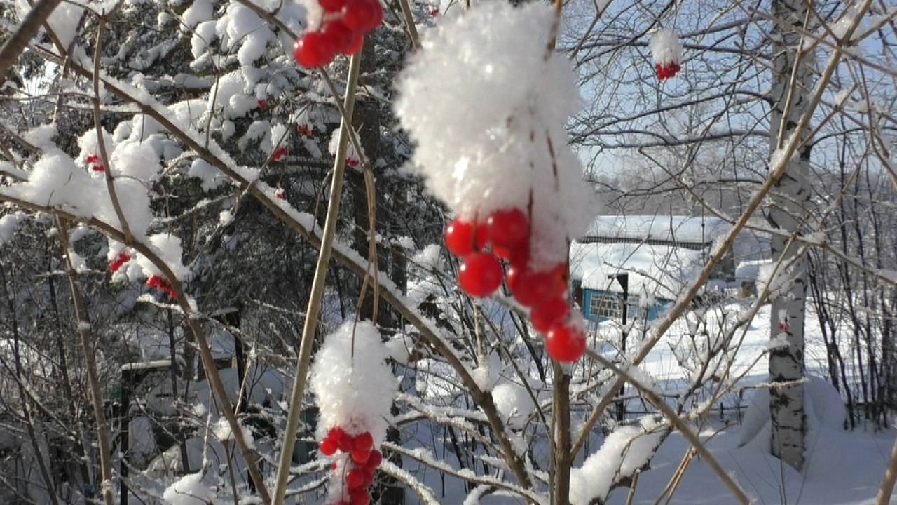Причины осенней подкормки пчел смотреть онлайн