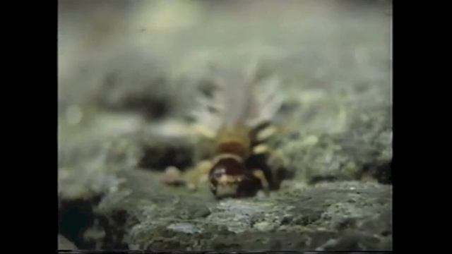 Amazing Animals: Prehistoric Animals (Part 1 of 2) смотреть онлайн