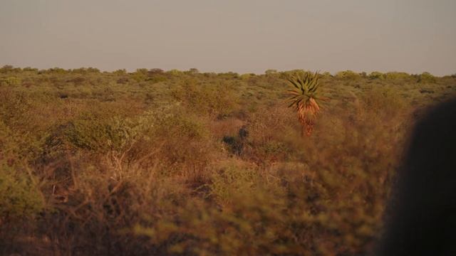 Jagen in Namibia mit team winz смотреть онлайн