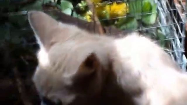 Мои шиншиллы